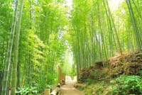 [迷信]3 地震のときは竹やぶに逃げろ