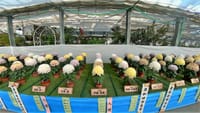 第３８回 日本菊花全国大会「国華園・二色の浜店」（２０２１年１１月１５日）福助花壇の部　動画