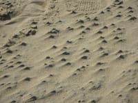 ☆鳥取砂丘海風がもたらす造形美【砂紋と砂柱】