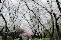 庄内緑地公園の桜　桜巡りも終盤に・・・