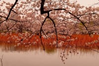 再び上野公園で桜見物、余りにも多い見物人に圧倒される！！