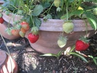 わが家の庭（9）　イチゴ、白と紫のシラン、オキナグサ（翁草）の種子、ユキノシタ