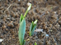 健康食の春の七草・・春を告げるスノードロップ