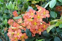 「シンガポールの植物園に咲く花々の写真」
