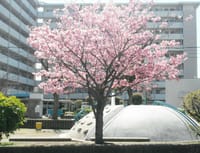 ぶらぶら散歩で　子供公園に桜が
