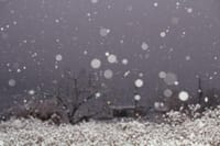 冬景色 その2「初雪です～」