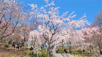 早くも開花見頃を迎えた桜見物　東山公園の桜