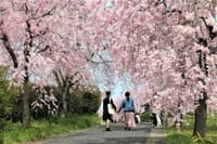 東谷山フルーツパーク（愛知県「桜の名所100選」）しだれ桜