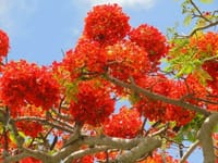 燃える様に咲くハワイの夏の花（炎の木🔥）👀
