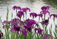 三渓園の花菖蒲&紫陽花2022