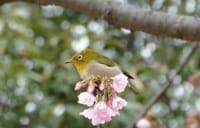 大仙公園のメジロと大寒桜（２０１８年３月９日）