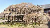 奈良の天理教本部の垂れ桜