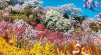 三春滝桜、花見山、日中線しだれなどなど　福島の桜めぐり