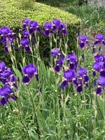 今週見た紫色の花