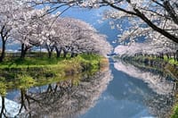 松崎町の桜と天城のミツマタの鑑賞散歩