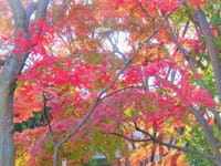 池田山公園の紅葉, 毛利庭園のメジロと柿, 六本木ヒルズから撮った飛行機