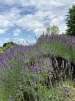 アンデルセン公園、ラベンダー花束無料配布と夏の花と終活