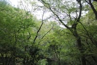 東京都立 野山北・六道山公園を散策して参りました♪