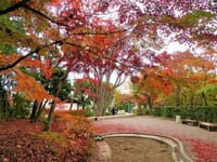 写真３枚は、池田山公園の紅葉、東京駅と草間彌生の作品、明治生命館前の銀杏並木