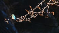 最近のお散歩「カワセミ」「サギ2種」梅や早咲きの桜など･･･