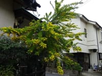 黄色の花が咲く木　③　ミモザアカシア A 銀葉（ぎんよう）アカシア 