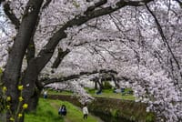 カメラぶらり散歩　大和千本桜とふれあいの森