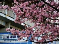 　　　🌸 早咲きの河津桜 "三浦海岸 桜まつり" は中止。