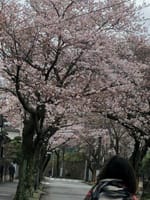 ソメイヨシノ2日で、かなり咲き、念願金メダル宇野昌磨選手