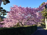 河津桜を見に行きましょう。