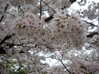 3.24　山崎川四季の道　桜を愛でながら歩く