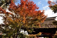 長野県飯山の古刹 西敬(さいきょう)寺の紅葉 2021-10-28