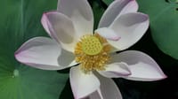 白鷺公園の蓮の花（２０２２年８月１日）LUMIX DC S5