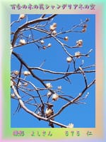 フォト花５７５交心『　百合の木の花シャンデリア冬の空　』ｘｚｊ０９０３