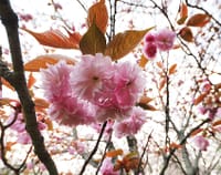 失われるから尊い、束の間に美しさ!! 千村の八重桜