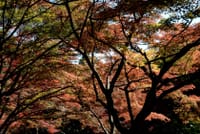 栃木県足利市･織姫公園モミジ谷の紅葉 11-Nov-2017