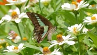 大泉緑地の蝶々（２０２０年８月２４日）