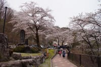 荘川桜も散っちゃったかもしれませんが、私はまだ書いていません