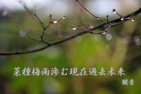 『日々の俳句』菜種梅雨