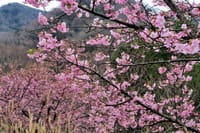 伊東市・奥野湖畔の河津桜と梅林 2020-2-14