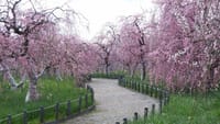 和泉リサイクル環境公園の梅の花（２０２４年２月１６日）