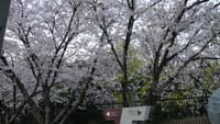 仁徳陵周遊路の桜（２０１８年４月９日）