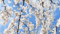 大仙公園の桜の花（２０２３年３月２０日）LUMIX DMC FZ1000
