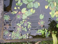 水上浮遊植物　(・・?　ヒメビシ紅葉とヒシモドキ入城二か月　