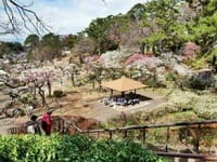【再】大倉山公園梅林&周辺散策(師岡熊野神社他)