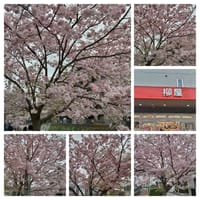 4月5日 弘明寺　の大岡川の桜