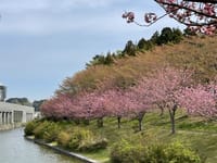 ソメイヨシノが終わり八重桜が咲き始めました❗️