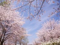 今宿東公園で、お花見会をしましょう。
