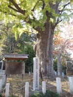 東京の巨樹探訪　２３