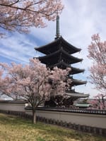 奈良？　神奈川県の意外な桜の名所