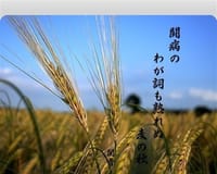 『日々の俳句』麦の秋